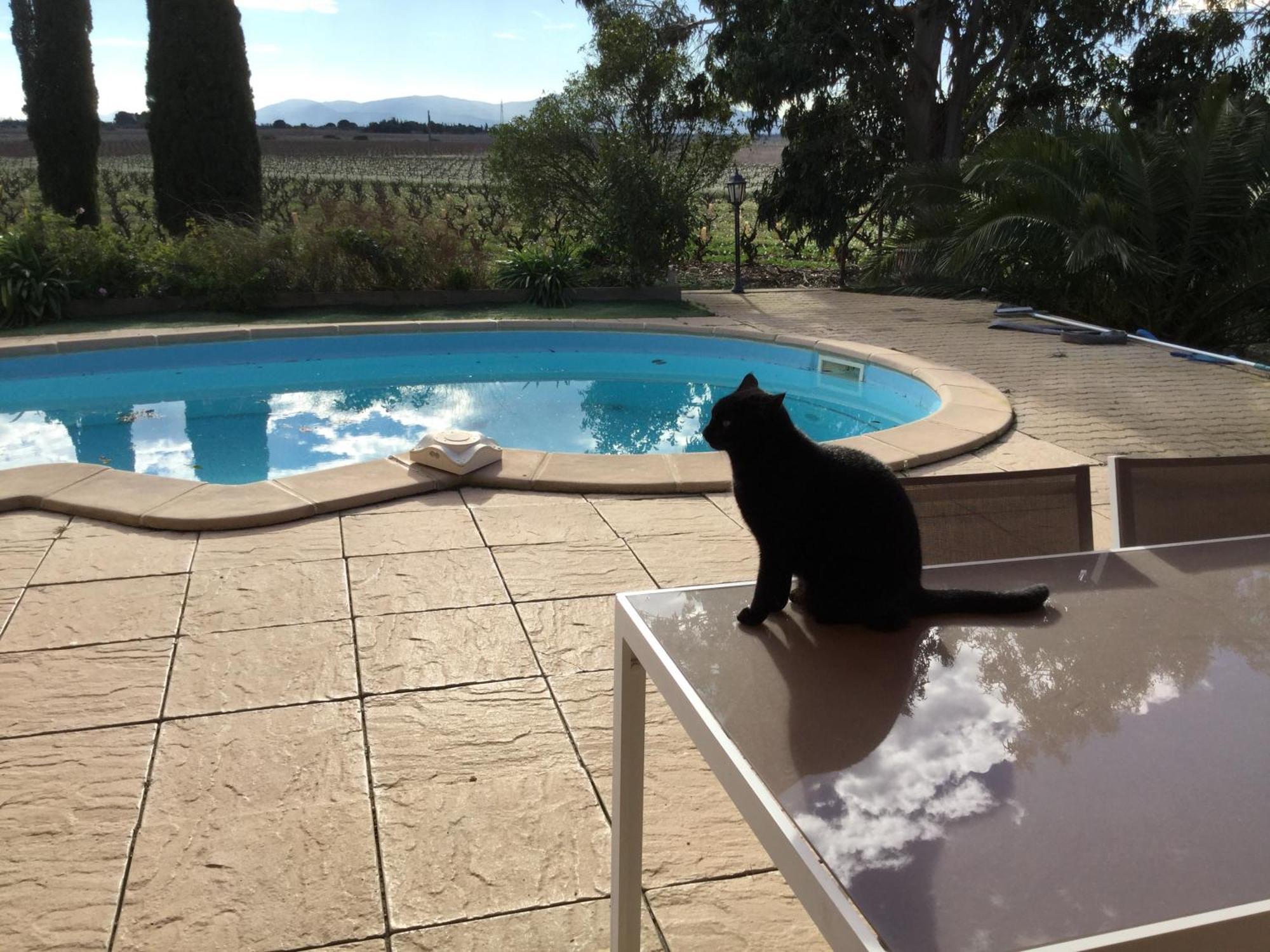 Mas Soleil Et Vignes Bed & Breakfast Saint-Hippolyte  Exterior photo