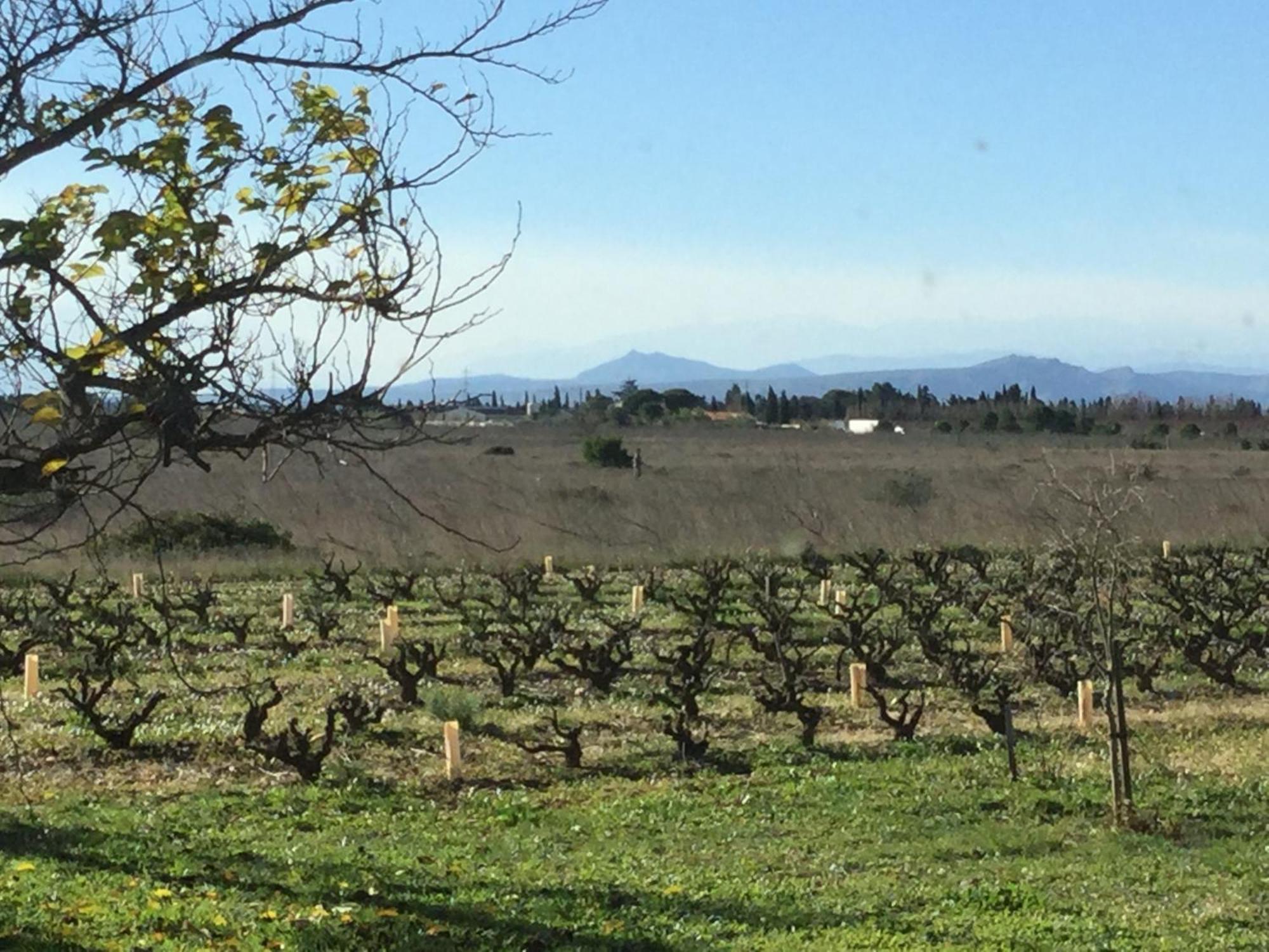 Mas Soleil Et Vignes Bed & Breakfast Saint-Hippolyte  Exterior photo